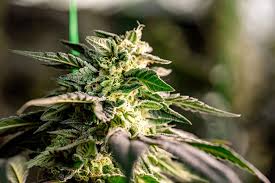Exploring the Best Sources for Marijuana Seeds in Michigan